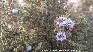 Attēlu rezultāti vaicājumam “Juniperus communis female flower”
