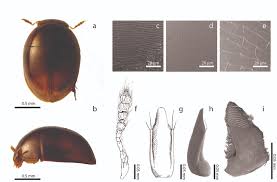 Attēlu rezultāti vaicājumam “Leiodidae”