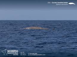 Image result for Ziphius cavirostris