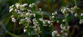 Attēlu rezultāti vaicājumam “Galium album flower”