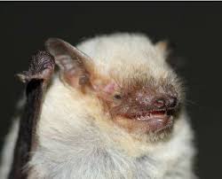 Attēlu rezultāti vaicājumam “Pipistrellus pygmaeus”