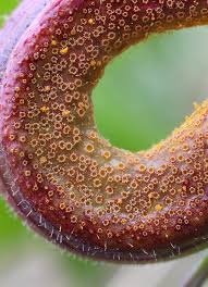 Attēlu rezultāti vaicājumam “Puccinia urticata”