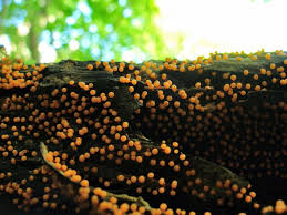 Attēlu rezultāti vaicājumam “Hemitrichia calyculata”