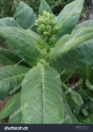 Attēlu rezultāti vaicājumam “Nicotiana tabacum flower”