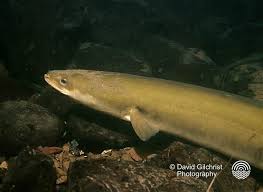 Image result for Anguilla rostrata