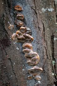 Attēlu rezultāti vaicājumam “Phellinus pomaceus”