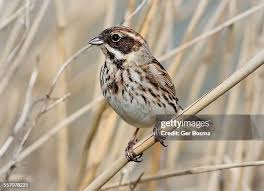 Attēlu rezultāti vaicājumam “Emberiza schoeniclus”