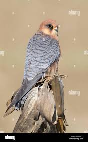 Attēlu rezultāti vaicājumam “Falco vespertinus adult”