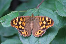 Attēlu rezultāti vaicājumam “Pararge aegeria upperside”