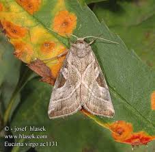 Attēlu rezultāti vaicājumam “Eucarta virgo”