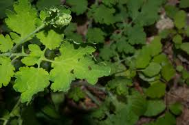 Attēlu rezultāti vaicājumam “Chelidonium majus leaf”