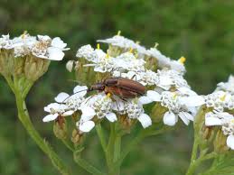 Attēlu rezultāti vaicājumam “Chrysanthia geniculata”
