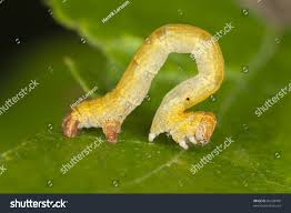 Attēlu rezultāti vaicājumam “Geocrypta galii larva”