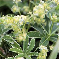 Attēlu rezultāti vaicājumam “Alchemilla subcrenata  flower”