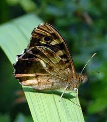 Attēlu rezultāti vaicājumam “Pararge aegeria underside”