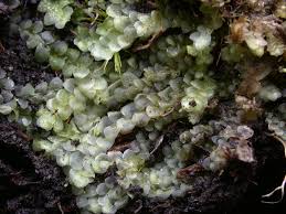 Attēlu rezultāti vaicājumam “Calypogeia azurea”