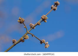 Attēlu rezultāti vaicājumam “Acer negundo bud”