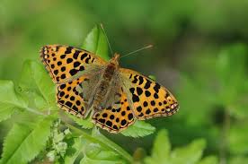 Attēlu rezultāti vaicājumam “Issoria lathonia”