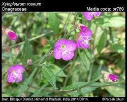 Attēlu rezultāti vaicājumam “Onagraceae”