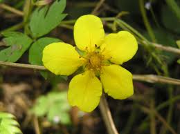 Attēlu rezultāti vaicājumam “Potentilla reptans bud”