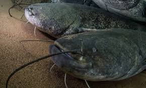 Image result for Silurus glanis