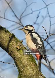 Attēlu rezultāti vaicājumam “Dendrocopos major male”