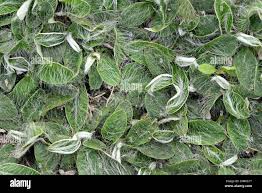 Attēlu rezultāti vaicājumam “Pilosella officinarum leaf”