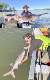 Image result for Polyodon spathula