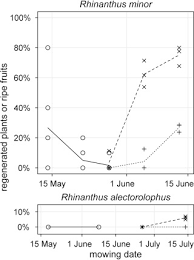 Attēlu rezultāti vaicājumam “Rhinanthus serotinus fruit”
