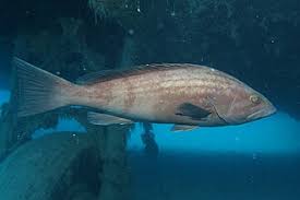 Image result for Epinephelus costae