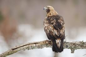 Attēlu rezultāti vaicājumam “Aquila chrysaetos adult”