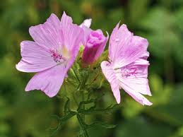 Image result for Malva moschata