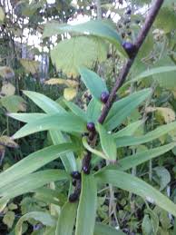 Attēlu rezultāti vaicājumam “Lilium lancifolium bud”