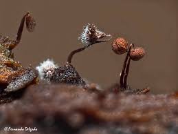 Attēlu rezultāti vaicājumam “Cribraria cancellata var. fusca stalked”