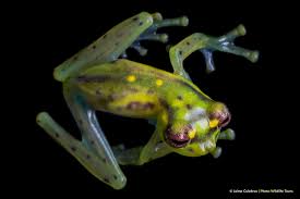 Attēlu rezultāti vaicājumam “Cladopodiella francisci macro”