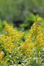 Attēlu rezultāti vaicājumam “Solidago virgaurea bud”