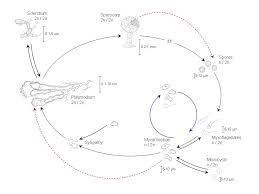 Attēlu rezultāti vaicājumam “Lamproderma pseudomaculatum stalked”