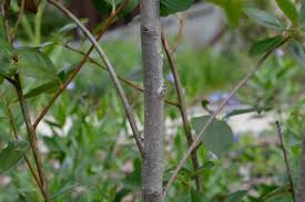 Attēlu rezultāti vaicājumam “Aronia melanocarpa bud”