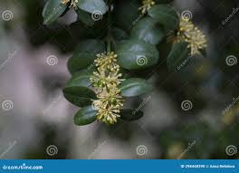 Attēlu rezultāti vaicājumam “Buxus sempervirens flower”
