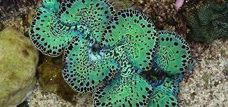 Image result for tridacna