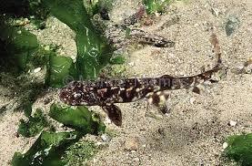 Image result for Haploblepharus pictus