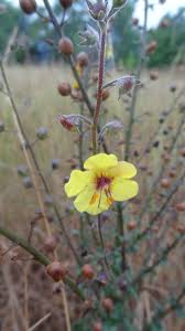 Attēlu rezultāti vaicājumam “Verbascum blattaria flower”