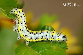 Attēlu rezultāti vaicājumam “Diloba caeruleocephala”