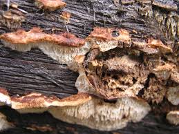 Attēlu rezultāti vaicājumam “Postia guttulata”