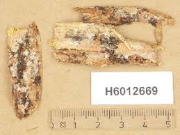 Attēlu rezultāti vaicājumam “Athelia arachnoidea”