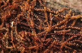 Attēlu rezultāti vaicājumam “Nowellia curvifolia”