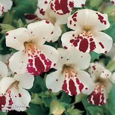 Image result for Mimulus x hybrida