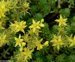 Attēlu rezultāti vaicājumam “Sedum sexangulare flower”