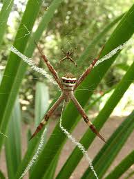 Image result for st andrews cross spider