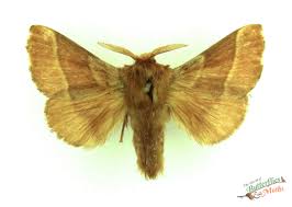 Attēlu rezultāti vaicājumam “Malacosoma neustria”